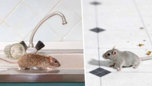 Comment éloigner les rats de la maison une fois pour toutes 